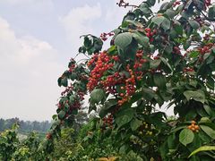 -樱桃山旅游景区