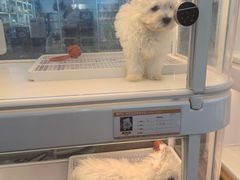 -翊宠yipet猫狗购宠庄园犬舍•猫舍