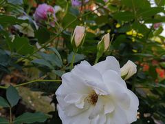 -上海鲜花港