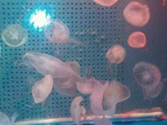 -洛阳龙门海洋馆