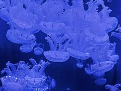 -成都浩海立方海洋公园