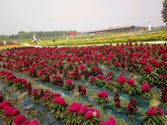 -北纬44度·金珠花海休闲农业旅游景区