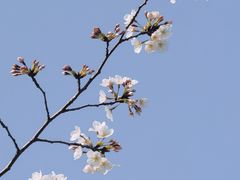 -顾村公园