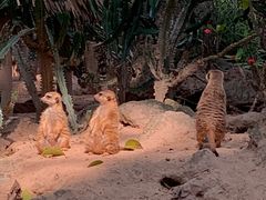 -广州长隆野生动物世界