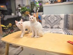 -平行世界·猫咖(首经贸店)