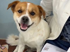 -纳吉亚猫专科动物诊疗中心(蒋宅口分院)