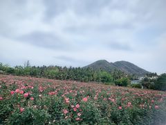 -亚龙湾国际玫瑰谷