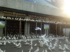 -绵阳人民公园(涪城区)