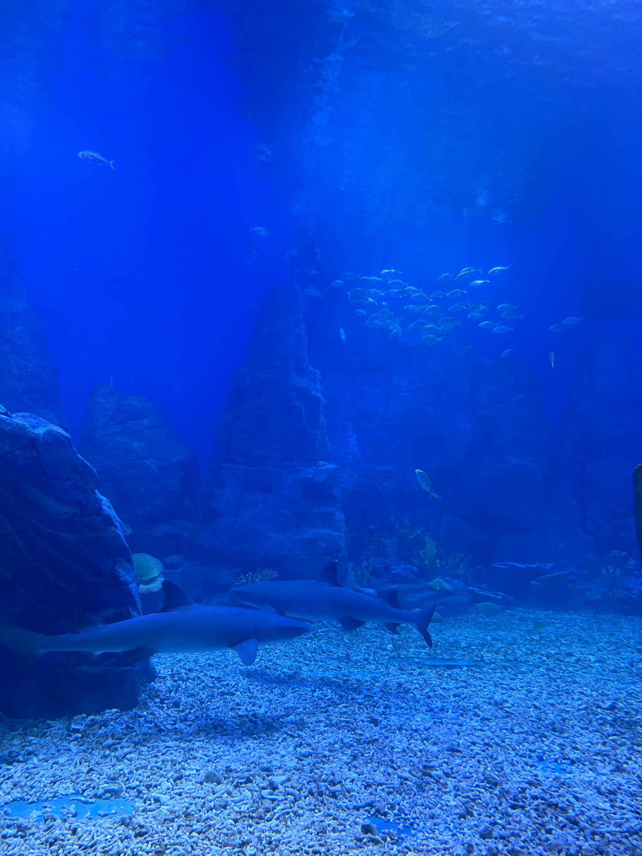 动物狂欢节水族馆图片