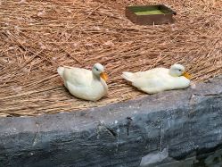 -Zoolung Zoolung动物主题公园(海信广场店)