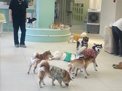 -怪兽屋·羊驼·猫咖·狗咖(俊华广场店)