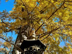 -青岛崂山太清宫