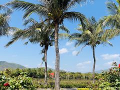 -亚龙湾国际玫瑰谷