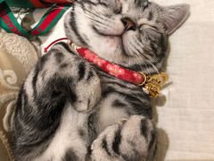 -猫大福·Fortune Cat猫舍(百子湾店)