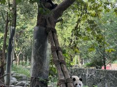 -都江堰中华大熊猫苑