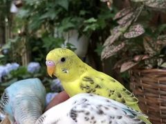 -明明手养鹦鹉(堤角花鸟宠物大世界店)