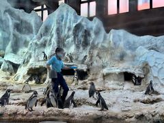 -帝企鹅自助餐厅•儿童岛•真企鹅(长隆企鹅酒店)