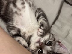 -瑞鹏宠物医院·骨科·猫科·内科(第一中心)