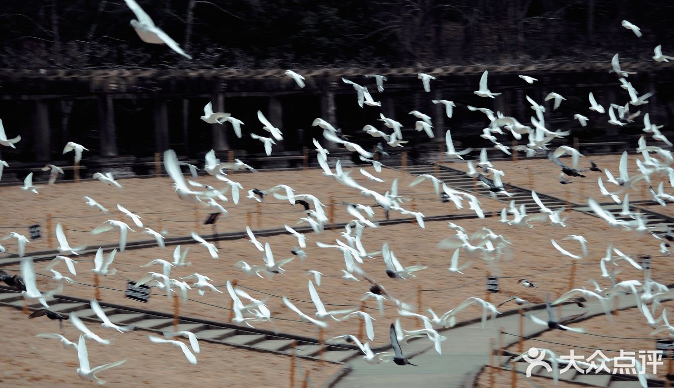 南京出游|“第几次 我们一起上钟山？”