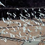 南京出游|“第几次 我们一起上钟山？”