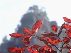 -古城苗家土菜馆(河景餐厅店)