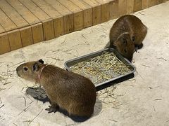-绿色星球动物主题公园