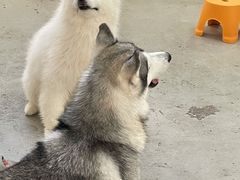 -星多哈·狗咖·拼豆·咖啡