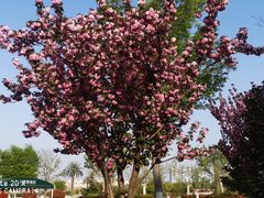 -郑州方特梦幻王国