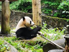 -都江堰中华大熊猫苑