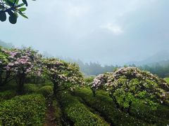 -天台山景区