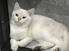 -汪小喵宠物·戴维斯乐芳希施宠馨宝皮毛调理洗护店