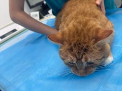 -艾贝尔宠物医院·24H转诊中心·肿瘤猫专科(江宁双龙店)