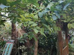 -呀路古热带植物园