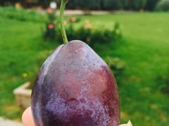 iphone_upload_pic-意大利农场度假村