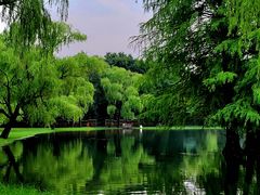 -上海共青森林公园