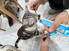 -喵园·猫主题咖啡厅·撸猫·猫咖(国贸店)