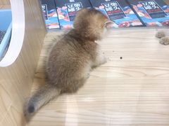 -屋虎猫馆(宝安大仟里店)