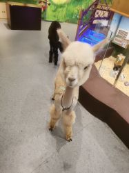 -萌哆哆·宠物乐园(福清店)