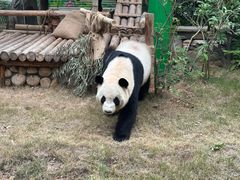 -灵玲国际马戏城