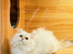 -猫十亿·布偶金渐层·曼基康矮脚猫舍(青年路店)