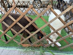 -清真·益鑫羊肉手抓馆(花园北街店)