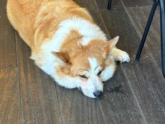 -肥朵食堂(带梦胡同店)