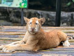 -广州长隆野生动物世界