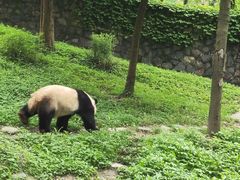 -都江堰中华大熊猫苑