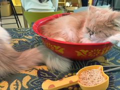 -平行世界·猫咖(首经贸店)