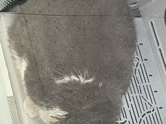 -FAELING PETS美天灵宠物(富力广场店)