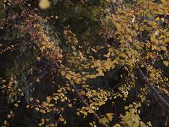 -重庆市江北嘴中央商务区中央公园