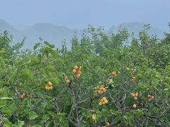 -大岭沟猕猴桃谷风景区