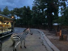 -清迈夜间动物园