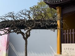 -苏州上方山国家森林公园